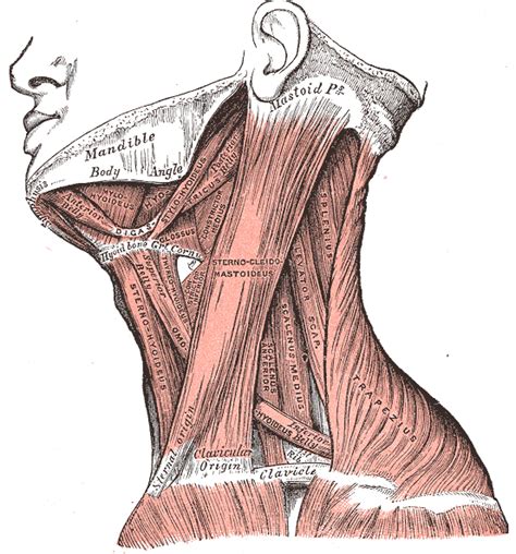 músculos do pescoço-1